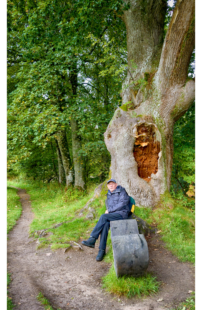 Niel Gow's Oak