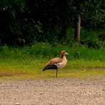 "Nielgans" auf Wanderschaft in der Aprather Mühle.