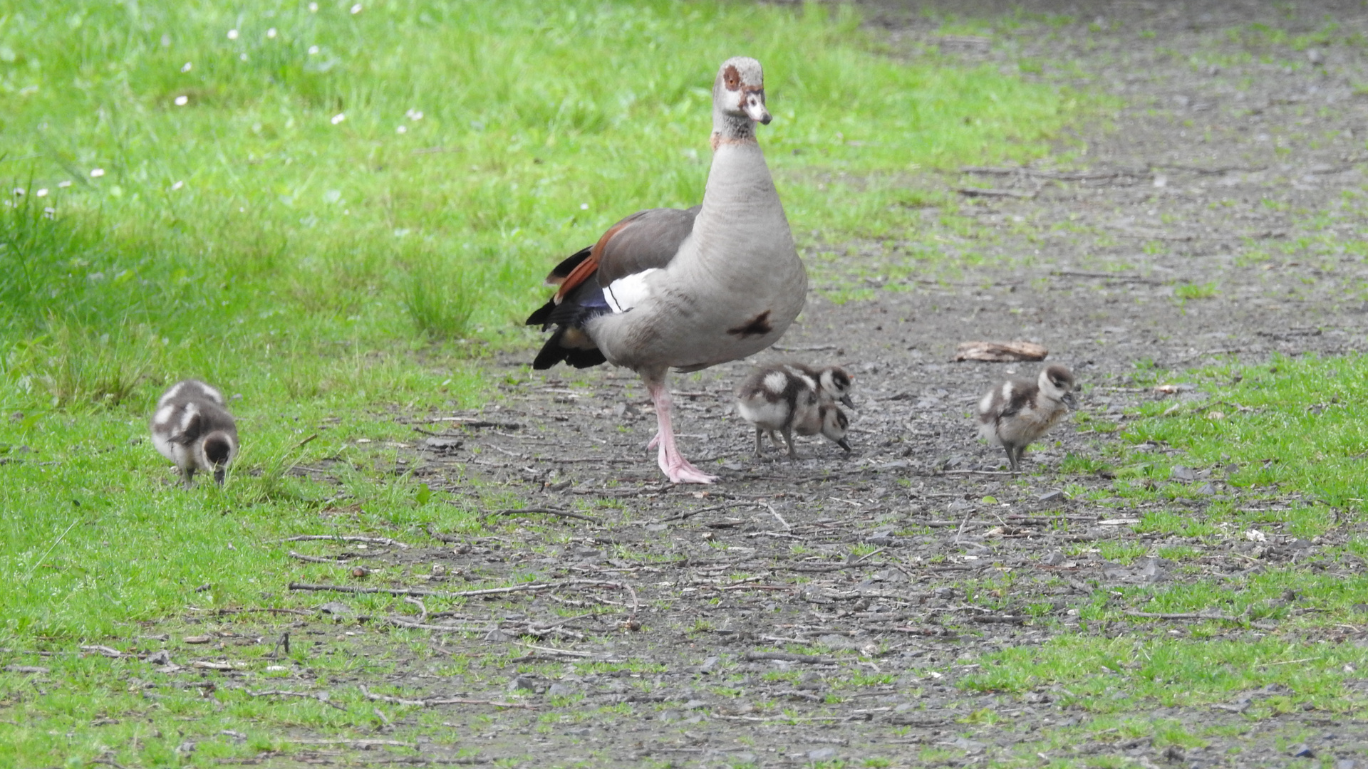 Nielgans Mit Nachwuchs