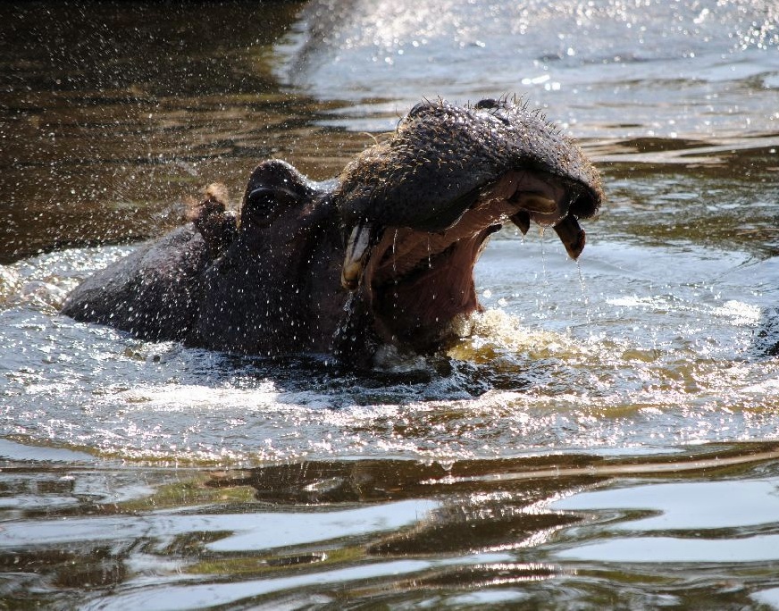 Nielpferd im Zoo