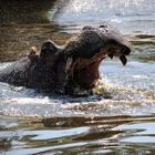 Nielpferd im Zoo