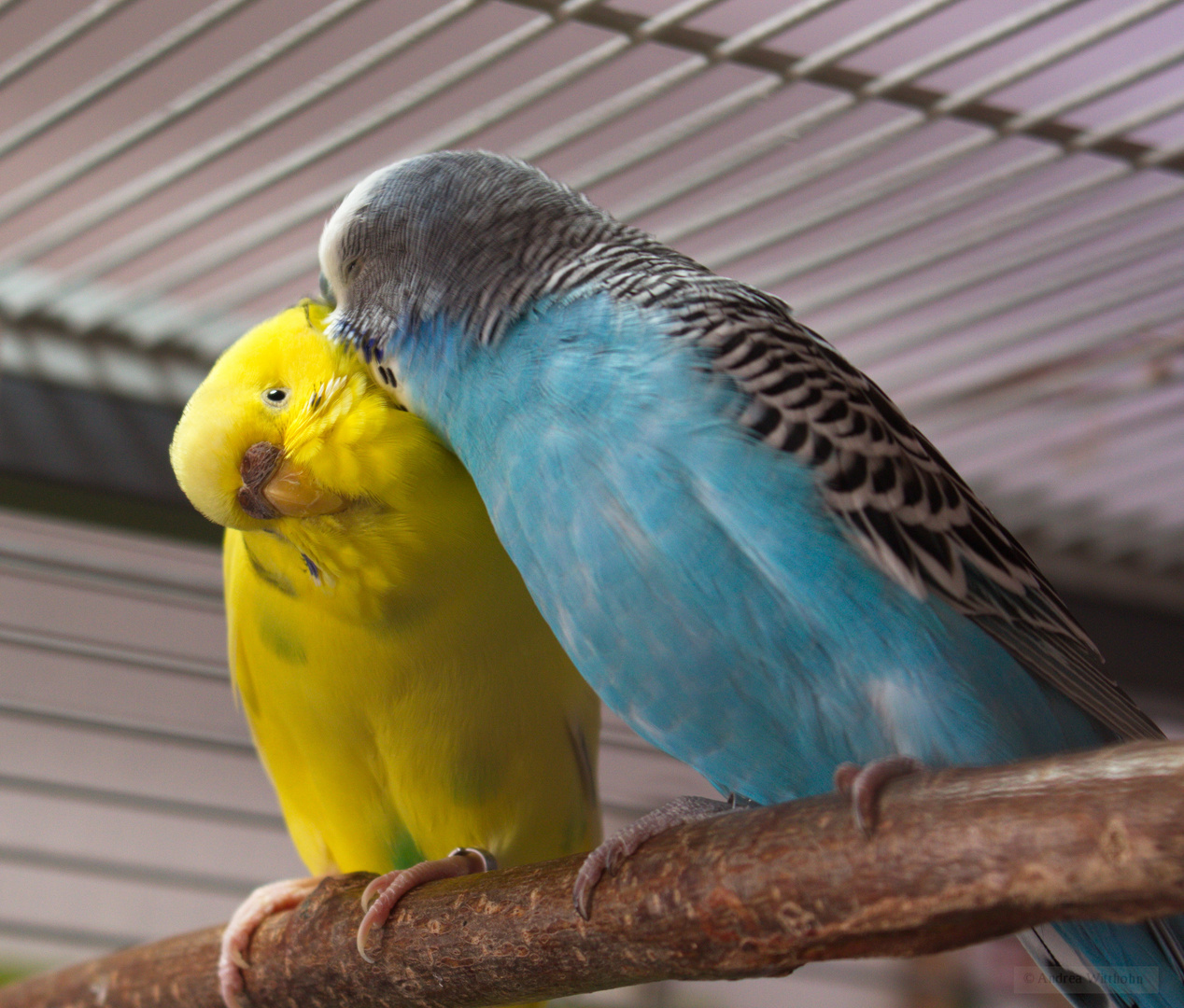 "Niemals allein." Meine Wellensittiche Lani und Sonni.