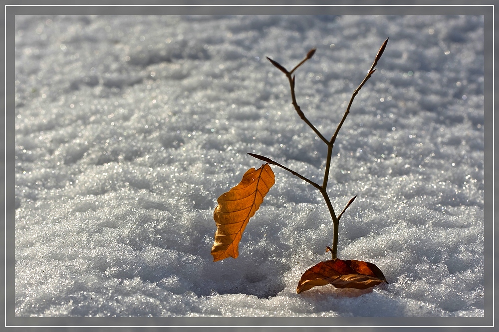 Niemals aufgeben, doch .. / They never give up, but ...