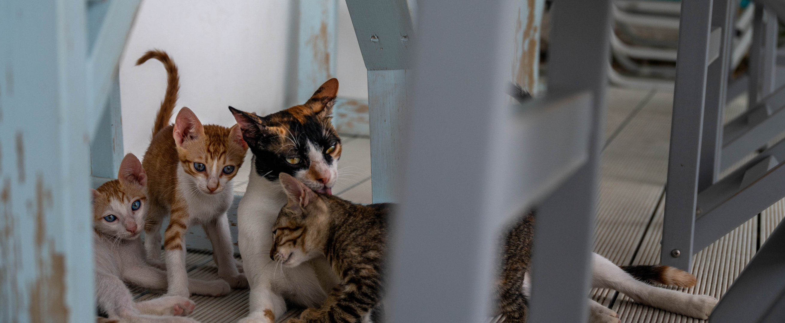 Niemand entzieht sich Mamas Liebe