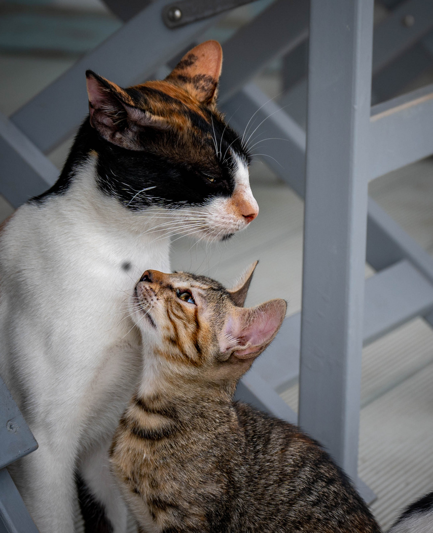 Niemand entzieht sich Mamas Liebe