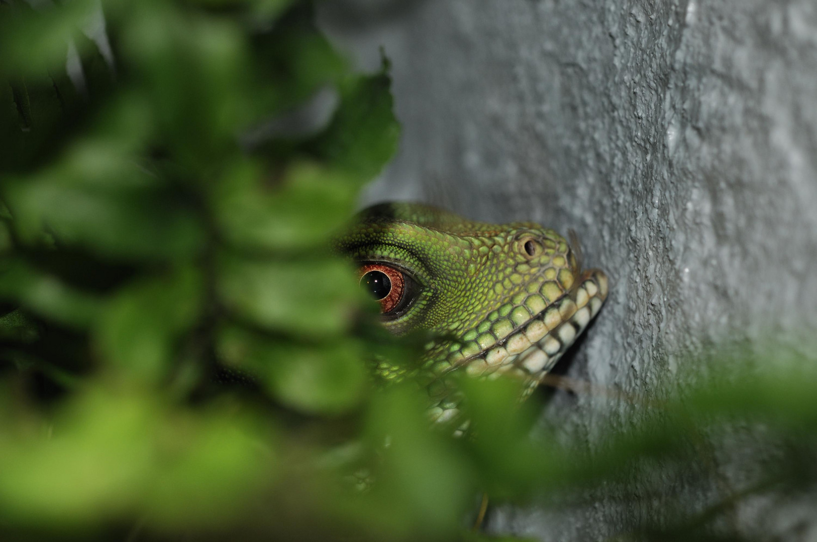 Niemand sieht mich, in meinem Versteck