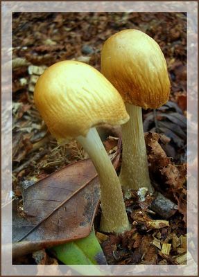 ...niemand will sie....