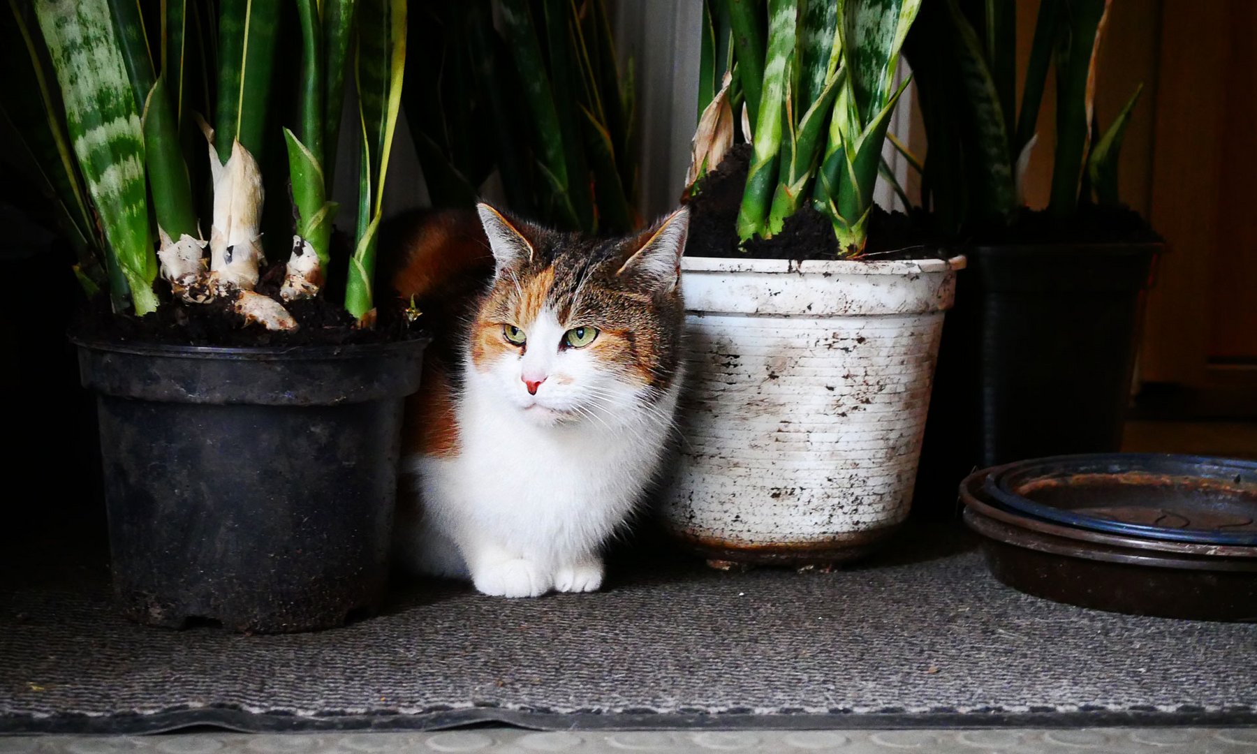 Niemand wird erkennen das ich eine Katze bin ;-)