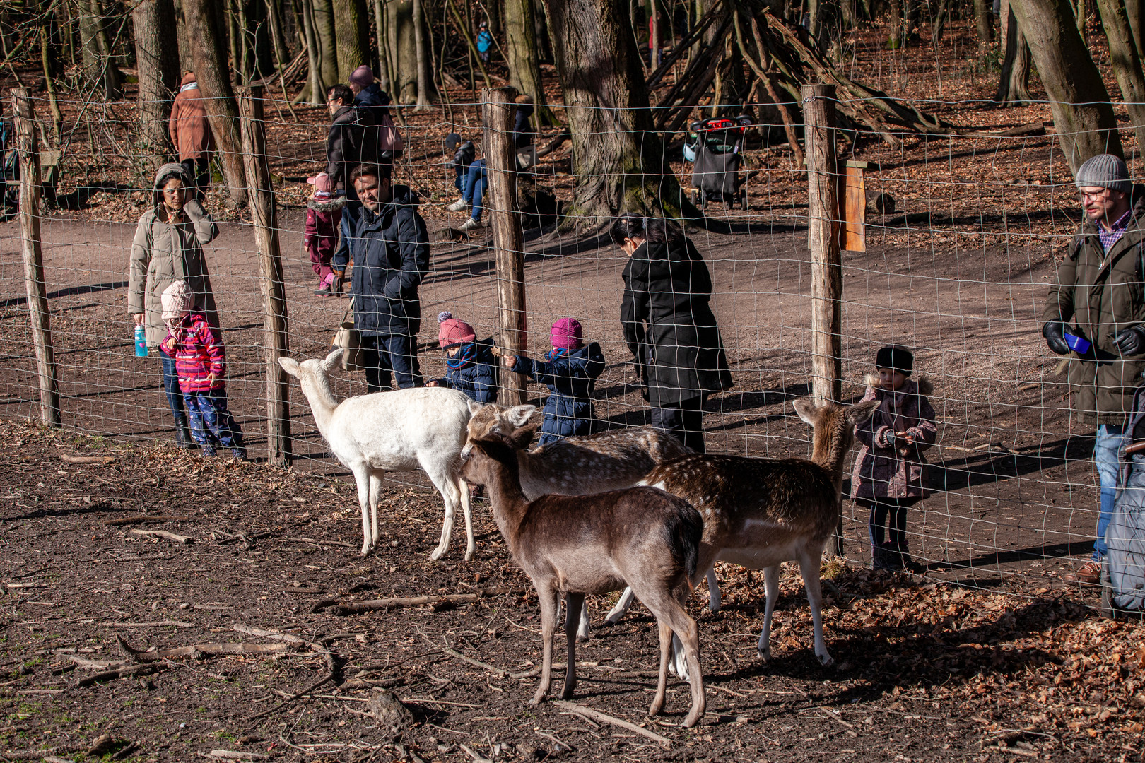Niendorfer Gehege Foto & Bild tiere, zoo, wildpark & falknerei