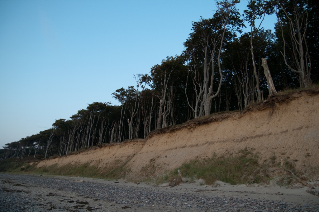 Nienhägener Strand mit Gespensterwald