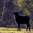 Nienover Hutewaldprojekt