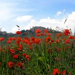 NIENTE PAPERE A CASTELLUCCIO