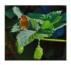 Nierenfleck ( Thecla betulae )