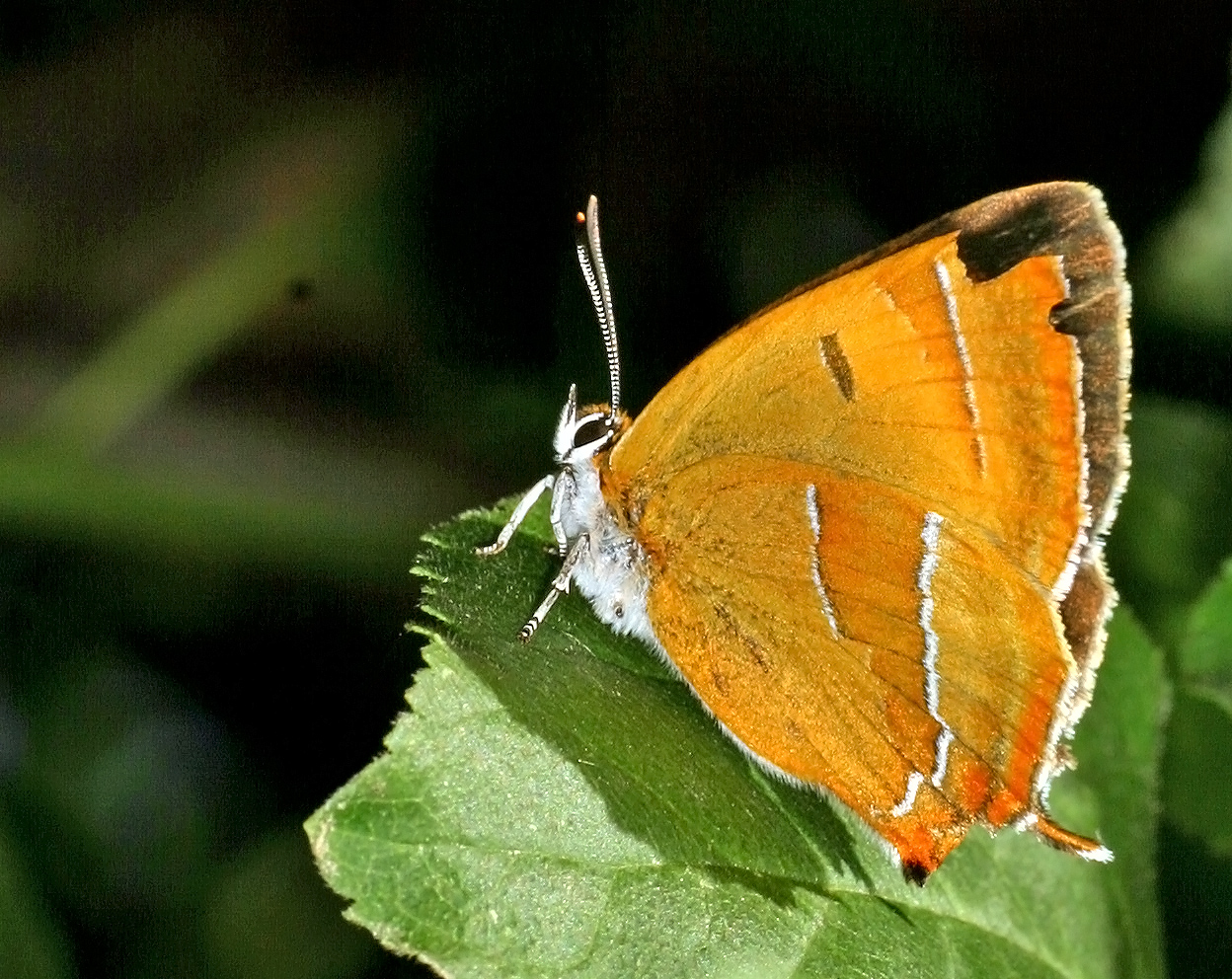 Nierenfleck-Zipfelfalter (Thecla betulae)