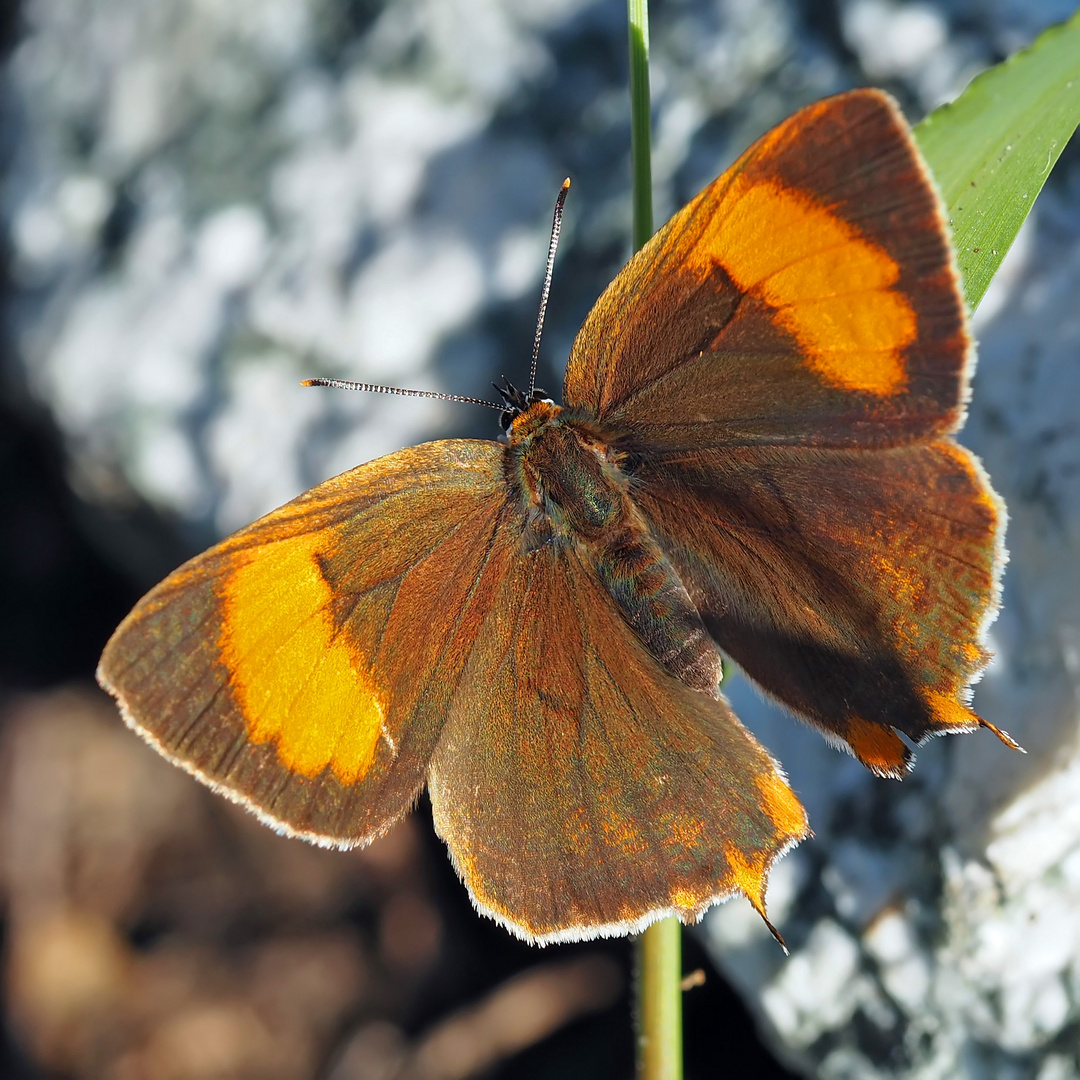 Nierenfleck-Zipfelfalter (Thecla betulae) *