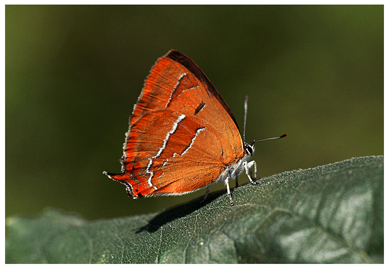 Nierenfleck-Zipfelfalter (Thecla betulae)