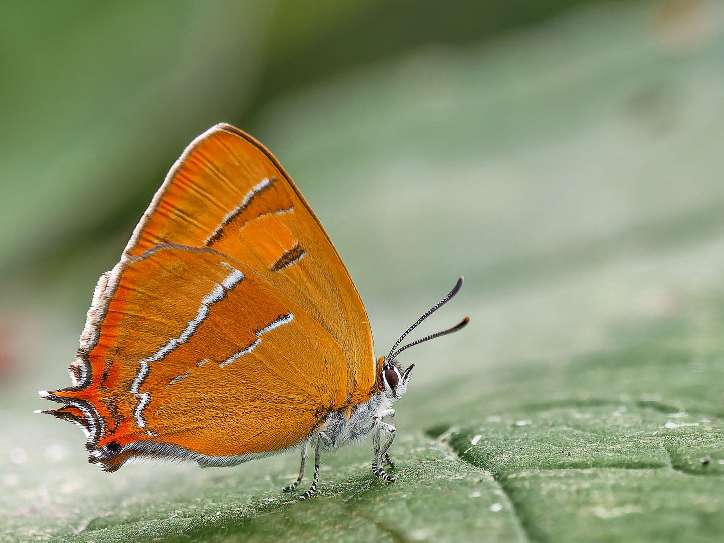 Nierenfleck - Zipfelfalter ( Thecla betulae )