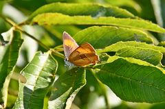 Nierenfleck-Zipfelfalter (Thecla betulae)