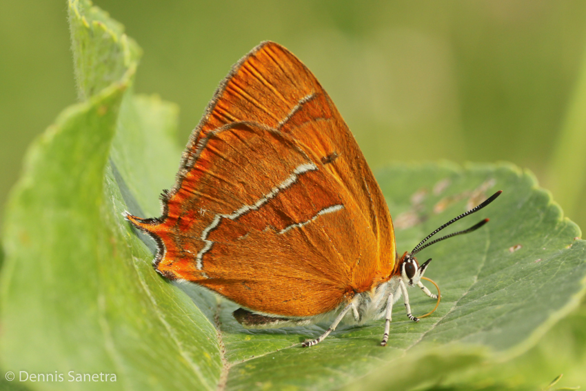 Nierenfleck-Zipfelfalter (Thecla betulae)