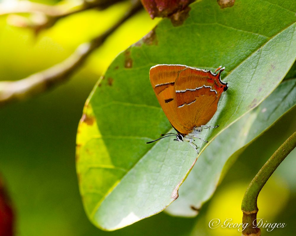 Nierenfleck-Zipfelfalter (Thecla betulae)