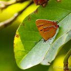 Nierenfleck-Zipfelfalter (Thecla betulae)