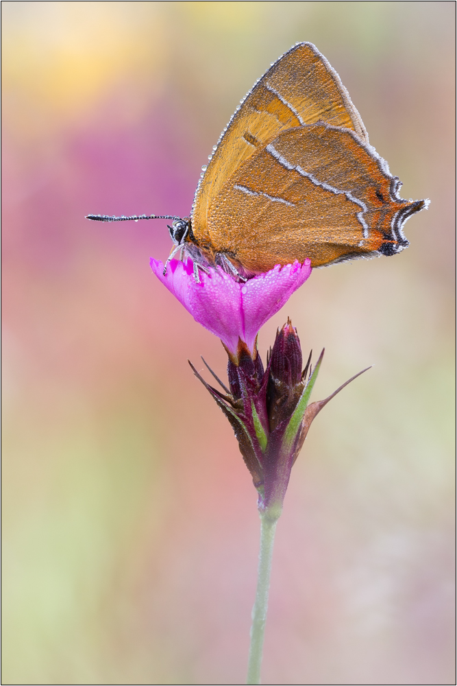 Nierenfleck Zipfelfalter (Thecla betulae)