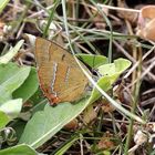 Nierenfleck-Zipfelfalter (Thecla betulae)