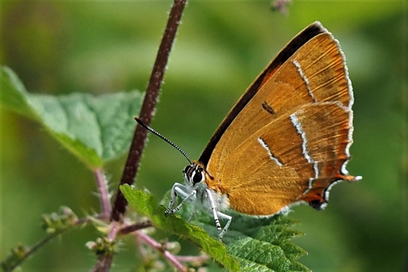 Nierenfleck - Zipfelfalter (Thecla betulae)