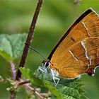 Nierenfleck - Zipfelfalter (Thecla betulae)