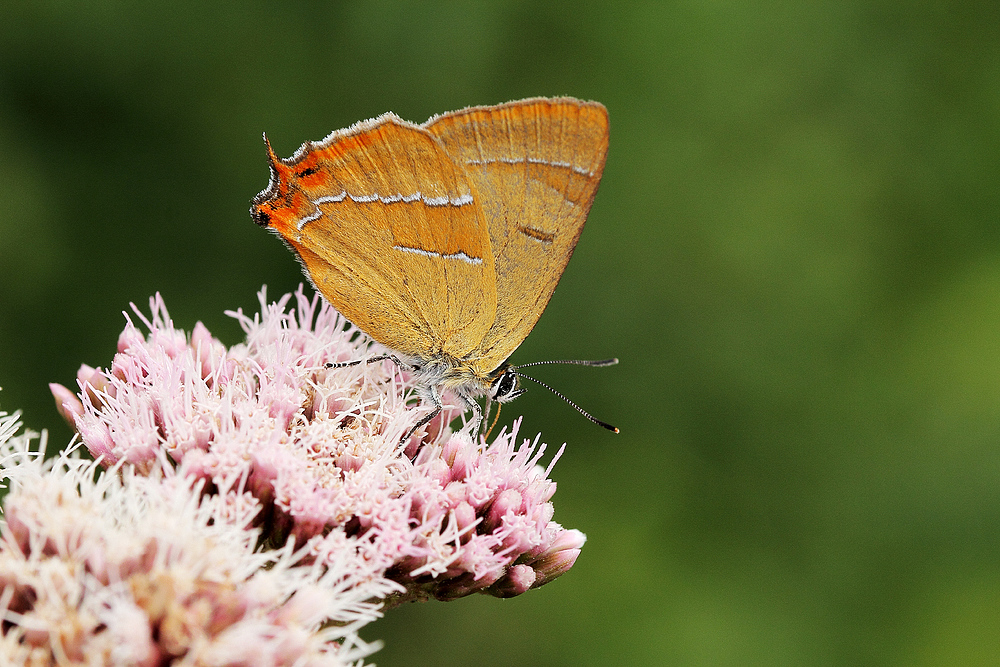  Nierenfleck-Zipfelfalter (Thecla betulae),