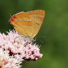  Nierenfleck-Zipfelfalter (Thecla betulae),