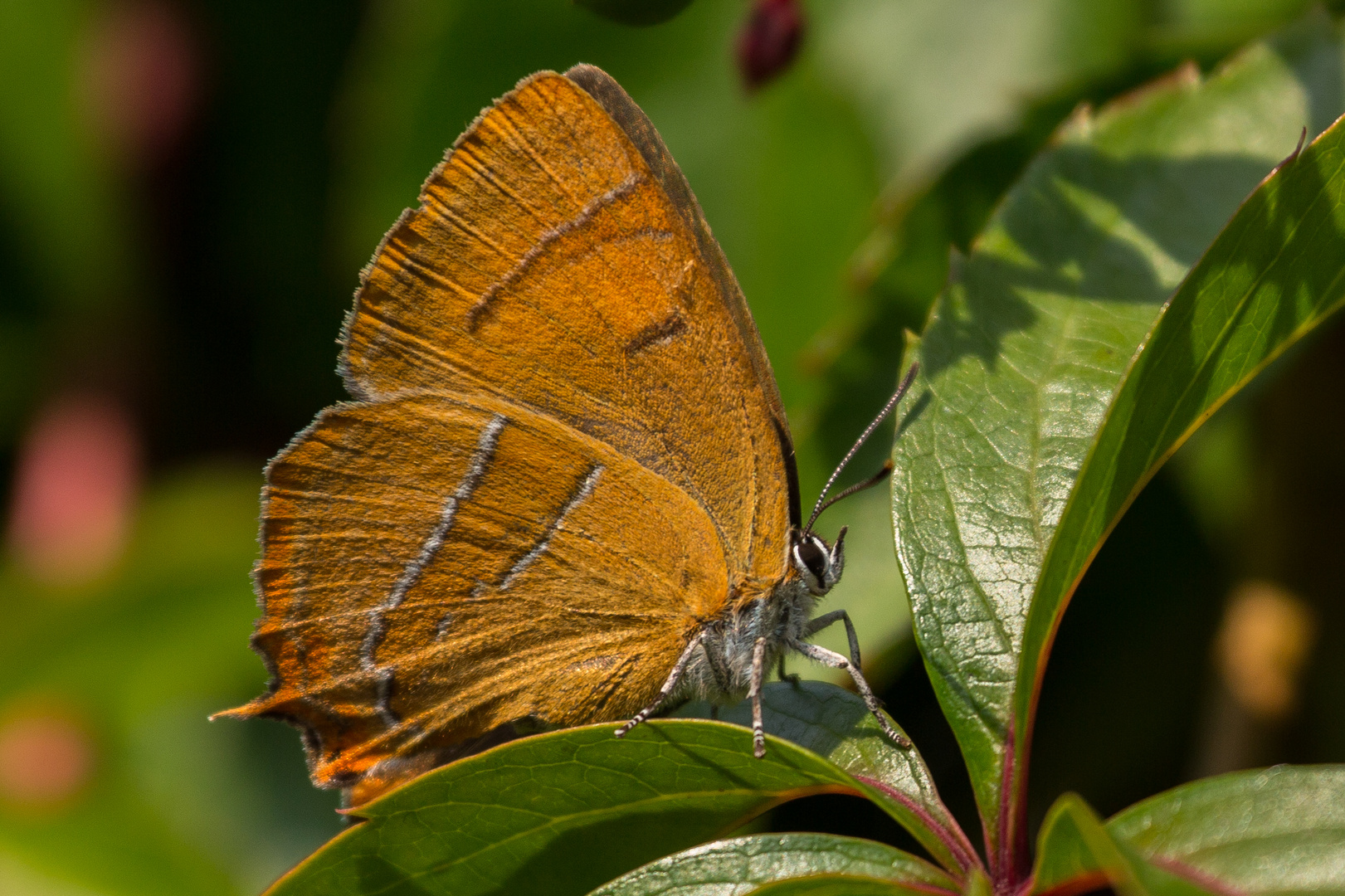 Nierenfleck-Zipfelfalter (Thecla betulae)