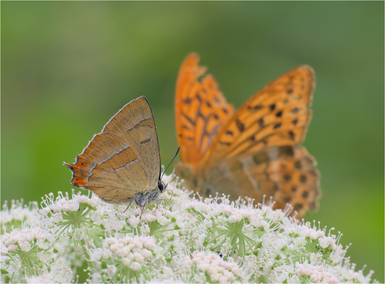 Nierenfleck-Zipfelfalter (Thecla betulae)