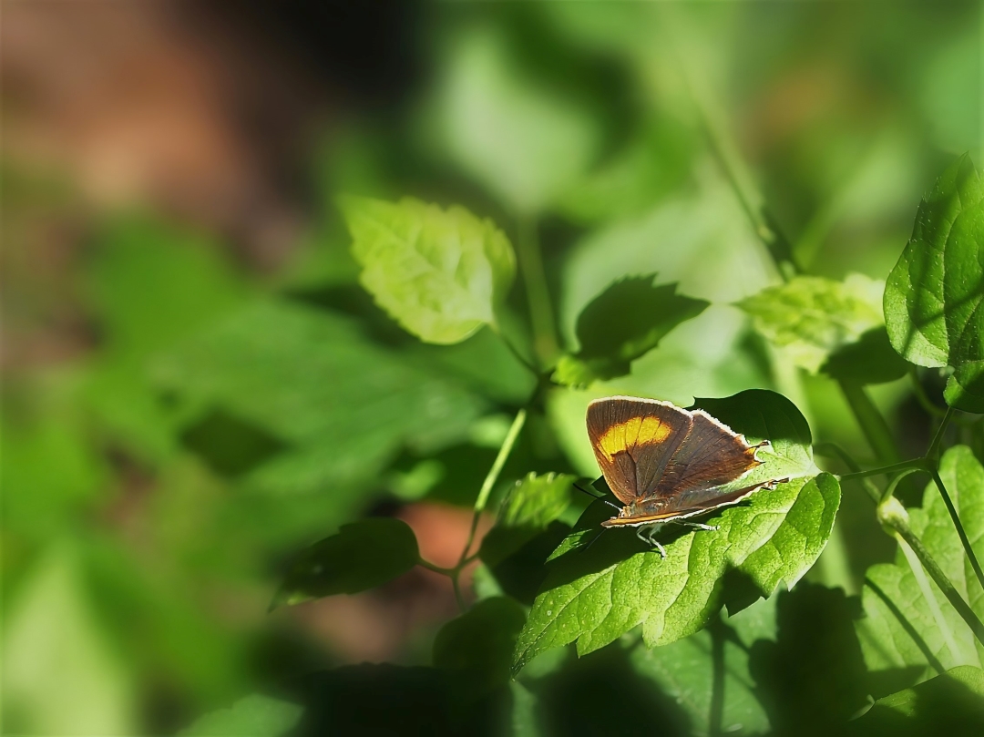 Nierenfleck-Zipfelfalter (Thecla betulae)