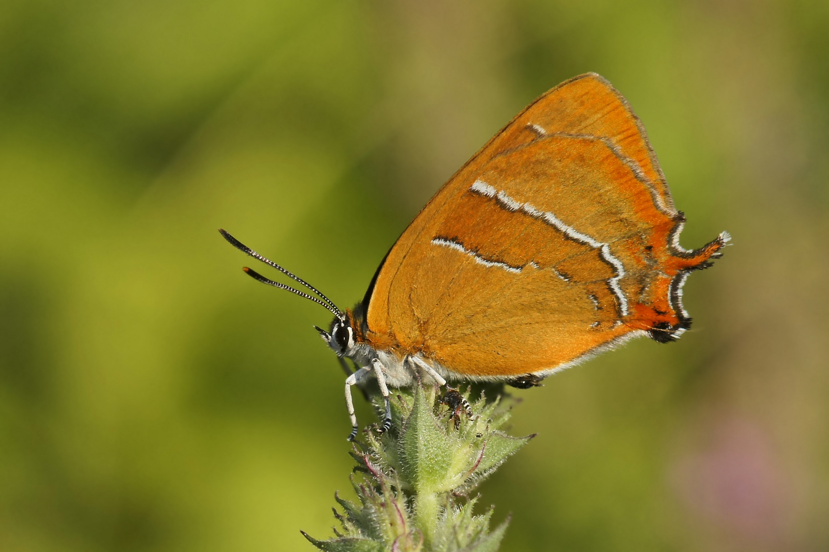 Nierenfleck-Zipfelfalter ( Thecla betulae), Weibchen