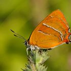 Nierenfleck-Zipfelfalter ( Thecla betulae), Weibchen