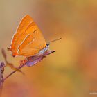 Nierenfleck-Zipfelfalter (Thecla betulae), Weibchen