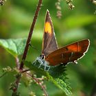 Nierenfleck Zipfelfalter (Thecla betulae) weibl.