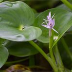 Nierenförmiges Trugkölbchen (Heteranthera reniformis)