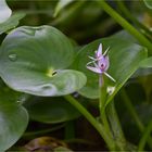 Nierenförmiges Trugkölbchen (Heteranthera reniformis)..