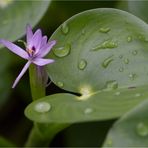 Nierenförmiges Trugkölbchen (Heteranthera reniformis).