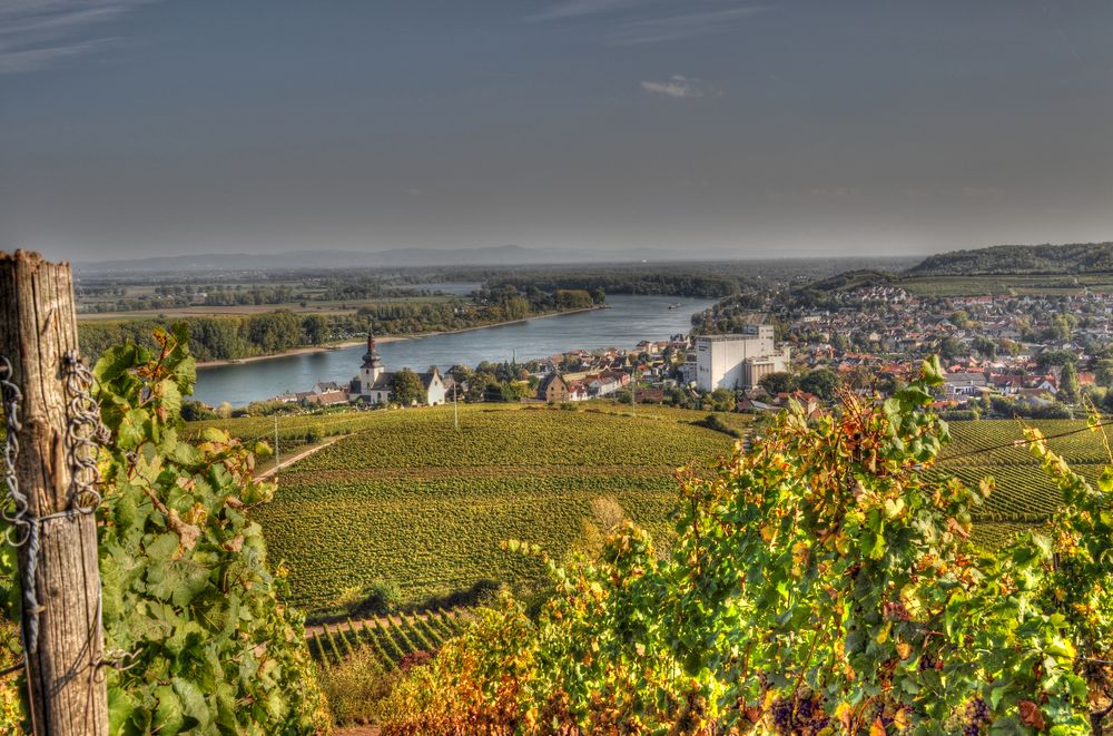 Nierstein am Rhein - Blick über Nierstein