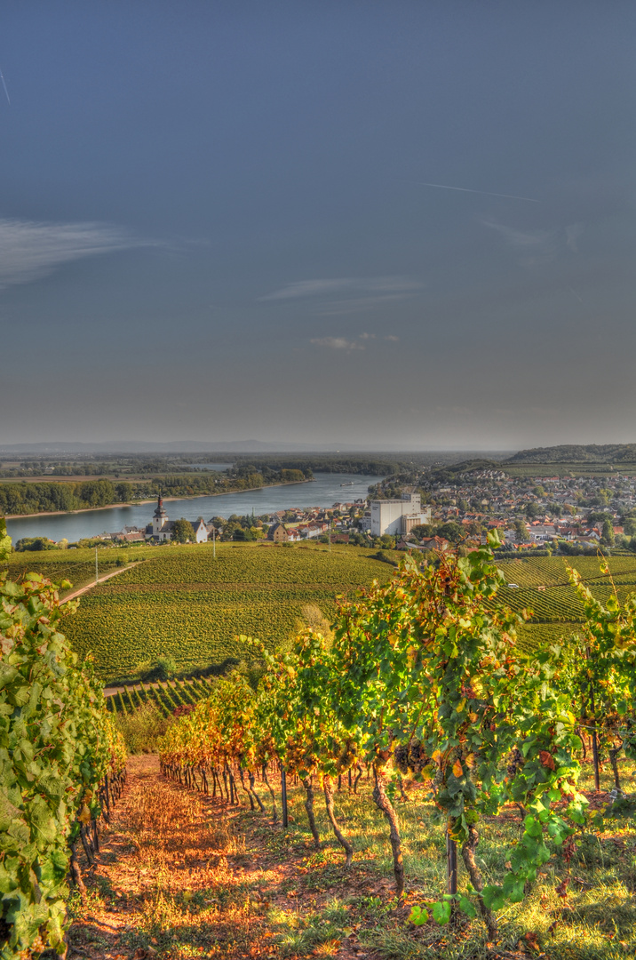 Nierstein am Rhein - Blick Vom Rieslinghöhenweg