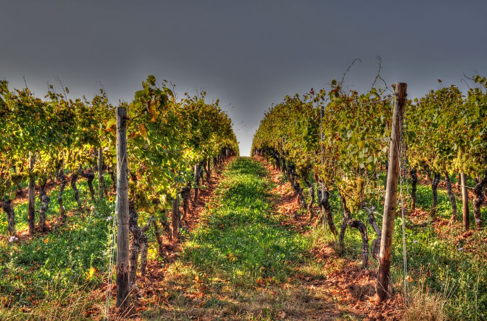 Nierstein am Rhein - Weinreben