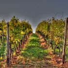 Nierstein am Rhein - Weinreben