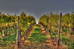 Nierstein am Rhein - Weinreben