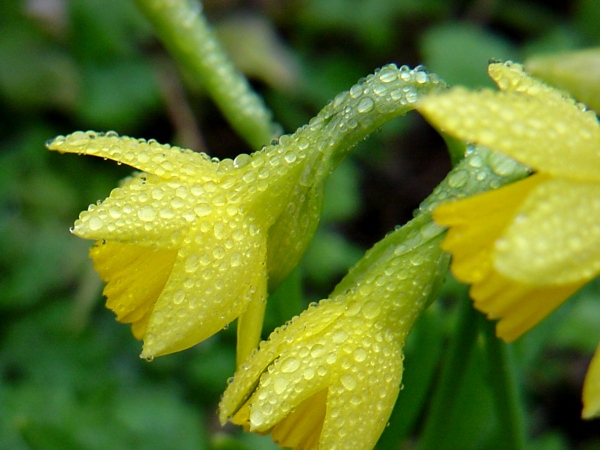 Nieselregen ....