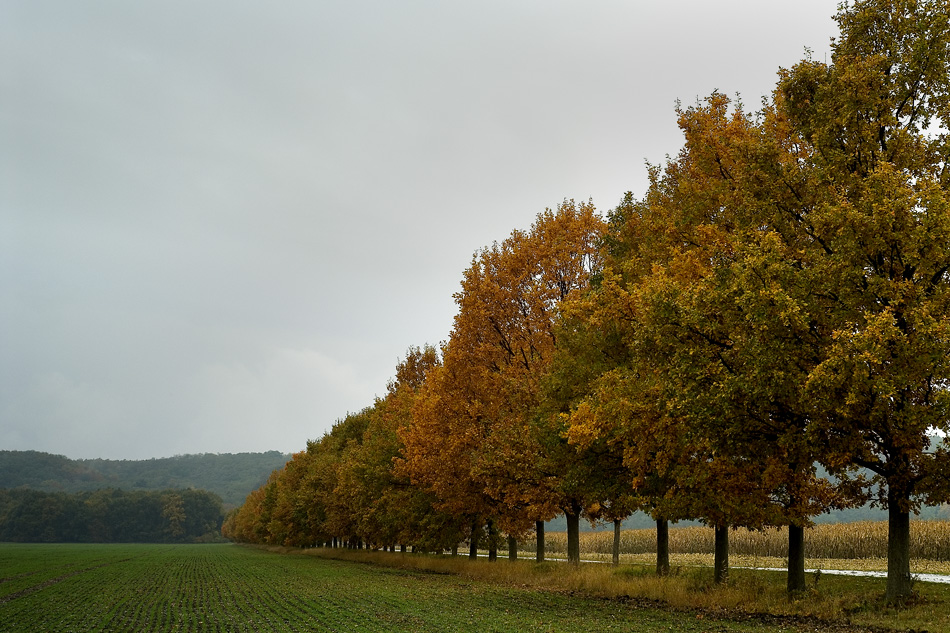 Nieselregen