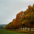 Nieselregen