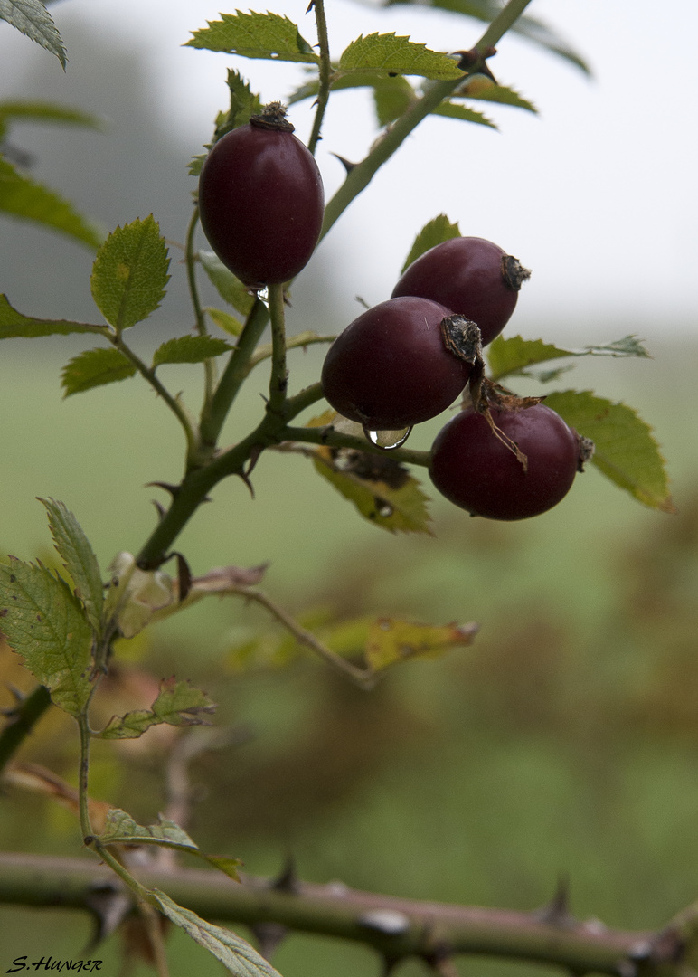 ...Nieselregen...